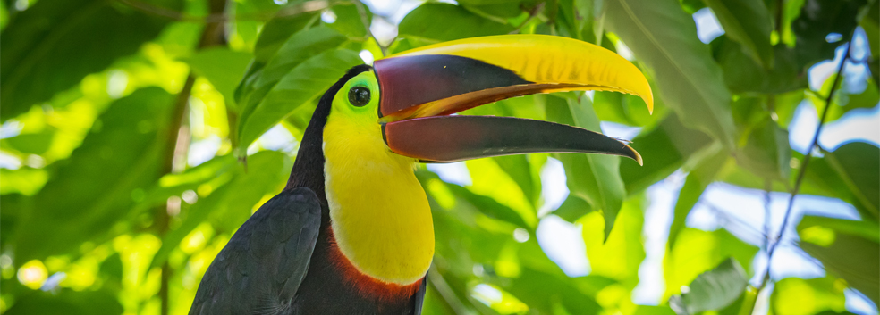 YELLOW THROATED TOUCAN