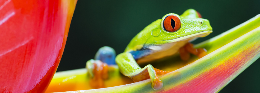 Red-Eyed Tree Frog