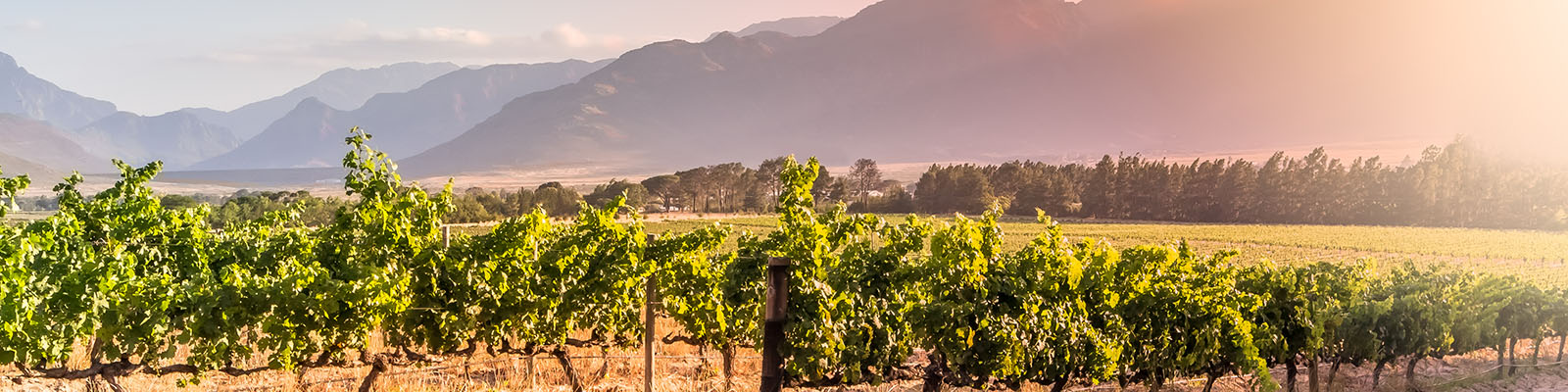 Cape Winelands
