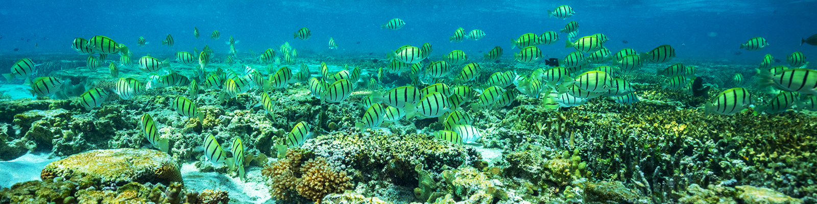 Ocean Cruises in Australasia and Pacific