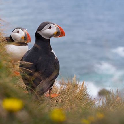 Puffin