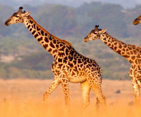 Giraffes
